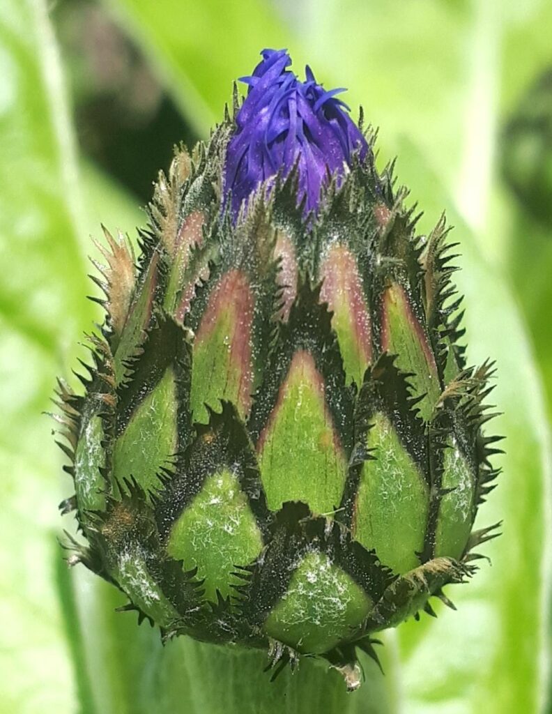 Bergflockenblume