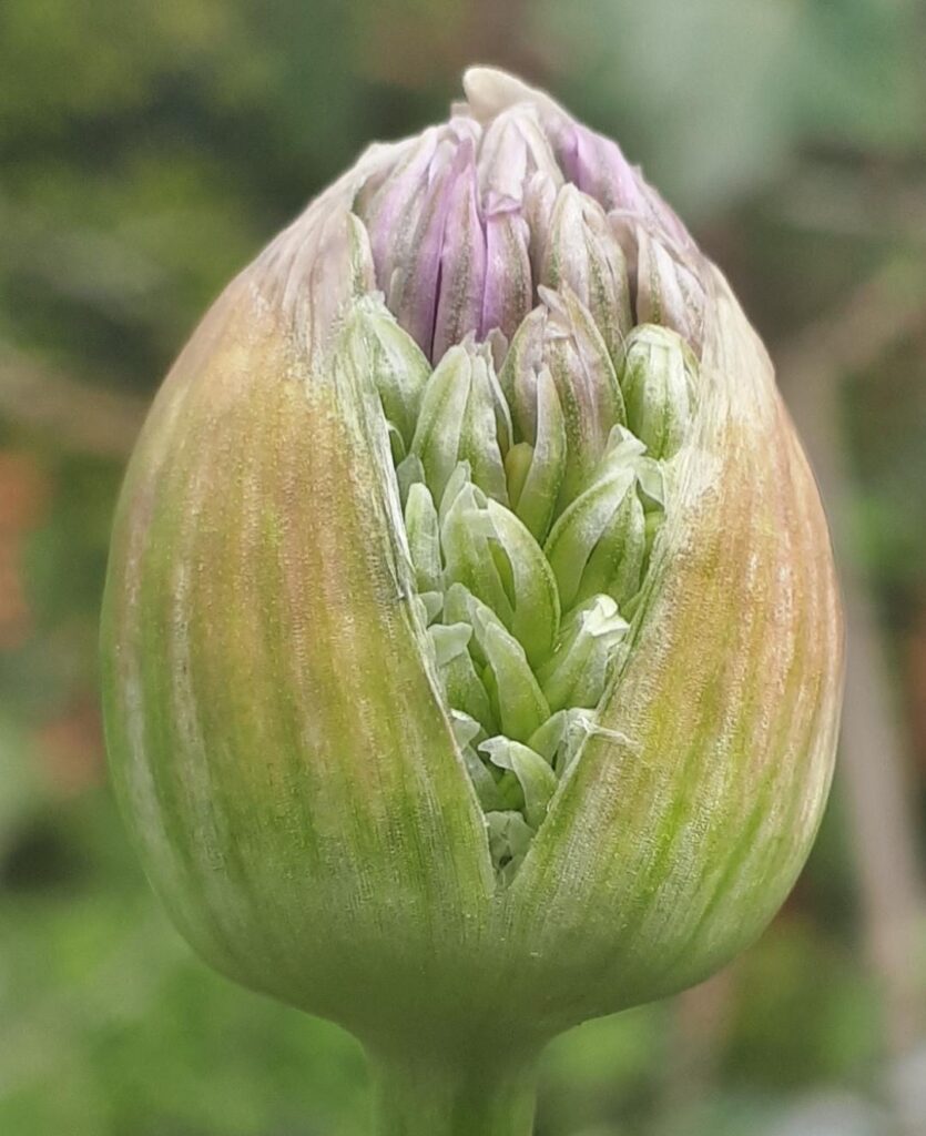 Kugellauchknospe