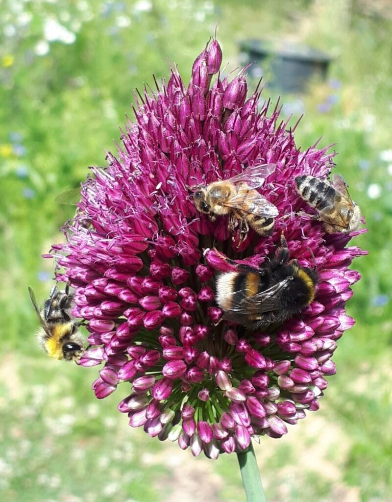 Kugellauchblüte mit Insekten